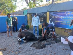 Idul Adha Kali Ini, Polres Sumbawa Qurban 9 Ekor Sapi