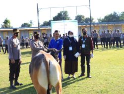 Polres Sumbawa Barat Distribusi 50 Ekor Sapi Qurban di Idul Adha 1443 H