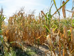 Gagal Panen Akibat Kekeringan, DPRD Minta Pemda Bantu Petani Jagung