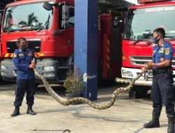 Hewan Liar Masuk Rumah Warga, Ini Himbauan Damkar KSB Untuk Warga