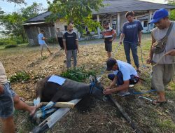 Hari Raya Idul Adha 1445 H, Polsek Maluk Qurban 3 Ekor Sapi