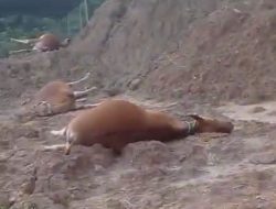 11 Sapi di Lokasi Bekas PT. Indotan Mati Mendadak, Diduga Keracunan Zat Kimia