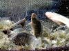 Kebutuhan Ikan Nila di KSB Tinggi, Diskan Genjot Kemandirian Produksi Lokal